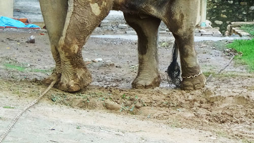 Scorpion Press Release: Elephants Tortured at Wildlife Cultural Park (May 30, 2016)